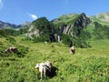 Cows on the on meadows and pastures on the slopes of the Liechtenstein Alps mountain range and in the Saminatal alpine valley Royalty Free Stock Photo