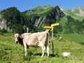 Cows on the on meadows and pastures on the slopes of the Liechtenstein Alps mountain range and in the Saminatal alpine valley Royalty Free Stock Photo