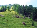 Cows on the on meadows and pastures on the slopes of the Liechtenstein Alps mountain range and in the Saminatal alpine valley Royalty Free Stock Photo