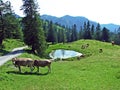 Cows on the on meadows and pastures on the slopes of the Liechtenstein Alps mountain range and in the Saminatal alpine valley Royalty Free Stock Photo