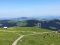 Cows on the on meadows and pastures in the valley of Seealp and by the alpine Lake Seealpsee Appenzellerland region Royalty Free Stock Photo