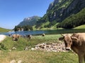 Cows on the on meadows and pastures in the valley of Seealp and by the alpine Lake Seealpsee Appenzellerland region Royalty Free Stock Photo