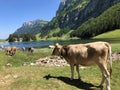 Cows on the on meadows and pastures in the valley of Seealp and by the alpine Lake Seealpsee Appenzellerland region Royalty Free Stock Photo