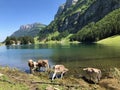 Cows on the on meadows and pastures in the valley of Seealp and by the alpine Lake Seealpsee Appenzellerland region Royalty Free Stock Photo