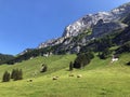 Cows on the on meadows and pastures in the valley of Seealp and by the alpine Lake Seealpsee Appenzellerland region Royalty Free Stock Photo