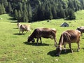 Cows on the on meadows and pastures in the valley of Seealp and by the alpine Lake Seealpsee Appenzellerland region Royalty Free Stock Photo