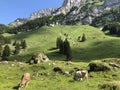 Cows on the on meadows and pastures in the valley of Seealp and by the alpine Lake Seealpsee Appenzellerland region Royalty Free Stock Photo