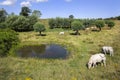 Cows in the meadows of Zeeuws Vlaanderen in the Netherlands