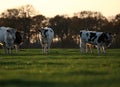 Cows in a meddow Royalty Free Stock Photo