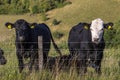 Cows at Melbury Down in Dorset, UK Royalty Free Stock Photo