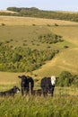 Cows at Melbury Down in Dorset, UK Royalty Free Stock Photo