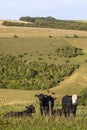 Cows at Melbury Down in Dorset, UK Royalty Free Stock Photo