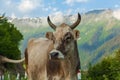 Cows in Mestia Georgia Royalty Free Stock Photo