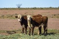 Cows in the middle of the outback in Australia Royalty Free Stock Photo