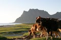 Cows in the midsummer sun Royalty Free Stock Photo