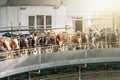 Cows on milking machine in dairy farm. Industrial milk and cattle production manufacturing