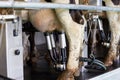 Cows and milking machine at rotary parlour on farm Royalty Free Stock Photo