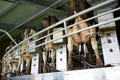 Cows and milking machine at rotary parlour on farm