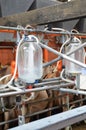 Cows - milking parlour