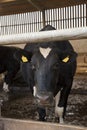 Cows in milking shed waiting for dairy farmer Royalty Free Stock Photo