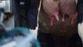Cows milking system putting farmer on udder close up. Worker working in cowshed Royalty Free Stock Photo