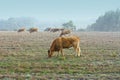 Cows at Misty Morning Royalty Free Stock Photo