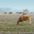 Cows at Misty Morning Royalty Free Stock Photo