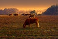 Cows at Misty Morning Royalty Free Stock Photo