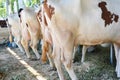 Cows on Modern Farm. Brown and white cows eating hay in the stable vith back view. Milking cows