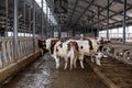 Cows of Monbeliards breeding in free livestock stall Royalty Free Stock Photo