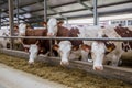 Cows of Monbeliards breeding in free livestock stall Royalty Free Stock Photo