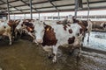 Cows of Monbeliards breeding in free livestock stall Royalty Free Stock Photo