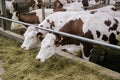 Cows of Monbeliards breeding in free livestock stall are eating compound food Royalty Free Stock Photo