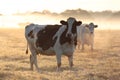 Cows in morning frosty mist. Royalty Free Stock Photo