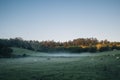 Cows in morning mist Royalty Free Stock Photo