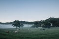 Cows in morning mist Royalty Free Stock Photo