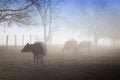 Cows in Morning Mist Royalty Free Stock Photo