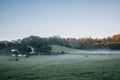 Cows in morning mist Royalty Free Stock Photo