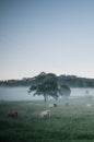 Cows in morning mist Royalty Free Stock Photo