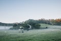 Cows in morning mist Royalty Free Stock Photo