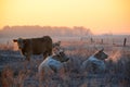 Cows on morning pasture in soft warm backlight Royalty Free Stock Photo