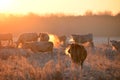 Cows on morning pasture in soft warm backlight Royalty Free Stock Photo