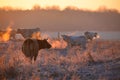 Cows on morning pasture in soft warm backlight Royalty Free Stock Photo