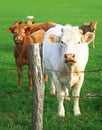 Cows: a mother in front of her calves Royalty Free Stock Photo