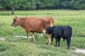 Cows, Mother and Son Royalty Free Stock Photo
