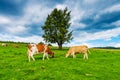 cows on mountain meadow, Pieniny, Poland