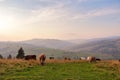 Cows on a mountain pasture. Autumn hills