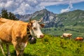 Cows on a mountain pasture during a hike through the Swiss Alps Royalty Free Stock Photo