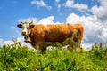 Cows on a mountain pasture during a hike through the Swiss Alps Royalty Free Stock Photo