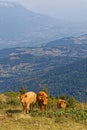 Cows in mountain pastures of Belledonne mountain range Royalty Free Stock Photo